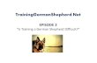 Have fun while Training German Shepherd to make it more effective