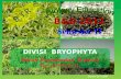 Lumut daun (Bryophyta)