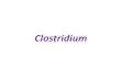 Clostridium - Prac. Microbiology