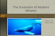 Whale Evolution