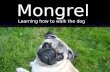 Custom Mongrel Handlers: Learning how to walk the dog