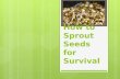 How to Sprout Seeds for Survival