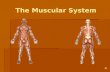 5. muscular physiology