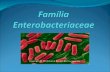 Microbiologia   seminário - família enterobacteriaceae