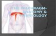 The diaphragm  anatomy & embryology
