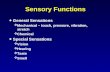 Psych b sensory system