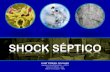 Sepsis Severa y Shock Séptico 2012