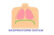 Respiratorni sistem čoveka