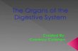 The Organs of the Digestive System