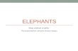 Elephants: Stop animal cruelty