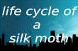 Govind Life cycle of silk moth