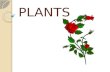 Plants 1 epo