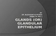 Glandular epithelium by dr roomi