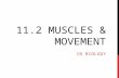 CAS Biology 11.2 Muscles and Movement