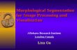 Morphological Segmentation for Image Processing and Visualization