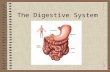 Digestivesystem  jaita