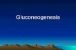 Gluconeogenesis Metabolismo Del Glucogeno