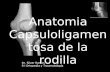 Anatomia capsuloligamentosa rodilla