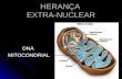 Aula 8 DNA mitocondrial
