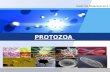 Avertebrata Air Protozoa-porifera