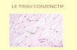 tissu conjonctif