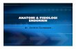 Anatomi Fisiologi Endokrin