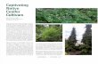 Captivating Native Conifer Cultivars