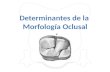 Oclusion_determimantes de La Morf Version Final