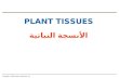 Tissue الأنسجة النباتية باللغة الإنكليزية