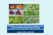 Evaluation of lettuce and tomato varieties- Plant Growth Promoting Rhizobacteria (PGPR) interaction under upland and lowland conditions