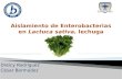 Aislamiento de Enterobacterias en Lactuca Sativa, Lechuga