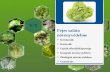 Saláta növényvédelme - Előadás anyag (2012).pptx