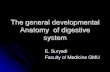 the general development anatomy of digestive system