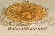 Parasitologia: Balantidium Coli, Flajelados comensales.