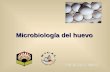 Microbiologia Huevo