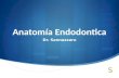 Anatomia Endodontica