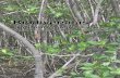 Botani Mangrove Biodiversitas Ekosistem Mangrove Di Jawa Tinjauan Pesisir Utara Dan Selatan Jawa Tengah