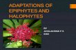 Adaptations of       epiphytes and halophytes