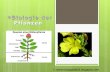 Biologie der Pflanzen