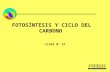 Clase 27; fotosistesis y ciclo del carbono