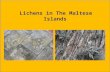 Lichens in the maltese islands
