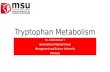 Tryptophan metabolism by Dr. Ashok KUmar J