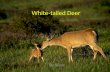 White tailed deer nina