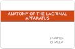 Anatomy of the lacrimal apparatus sivateja