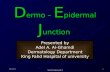 Dermo epidermal junction