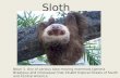 Meghan's Sloth Presentation