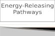 Biological science:Energy-Releasing Pathways