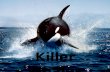 Killer whales project