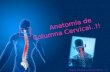 Anatomia columna cervical