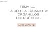 T _11_ orgánulos energéticos_mitocondrias